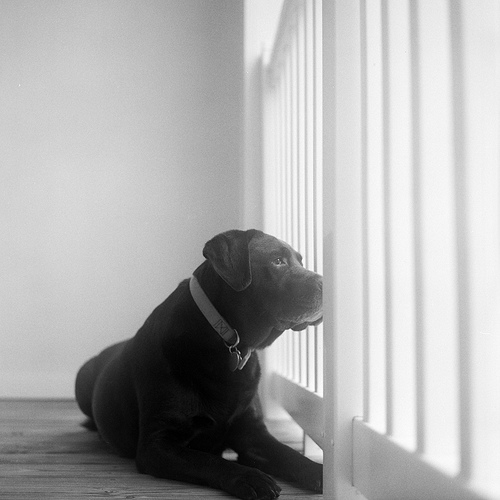 photo of a watchdog