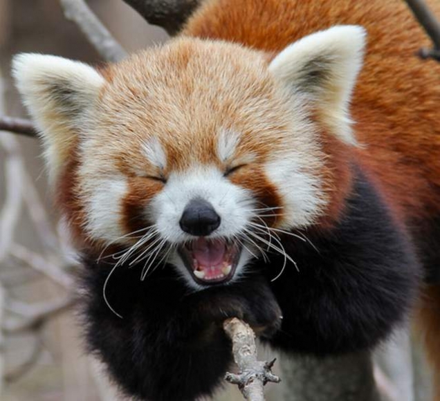 Featured extensions make red pandas happy