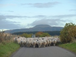 sheep-roadblock