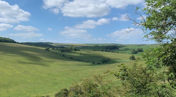 South Downs in June