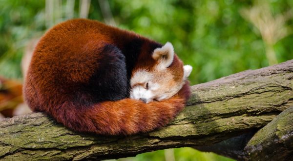 Red panda sleeping on tree branch. CC0 from https://www.pexels.com/photo/red-panda-sleeping-on-tree-branch-146069