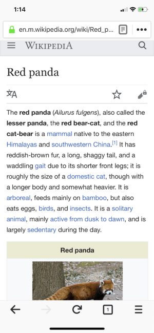Red panda - Wikipedia