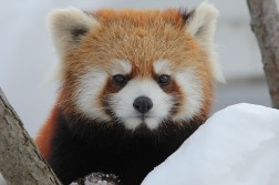 800px-Redpandas4430