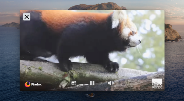 Red panda in a PiP video