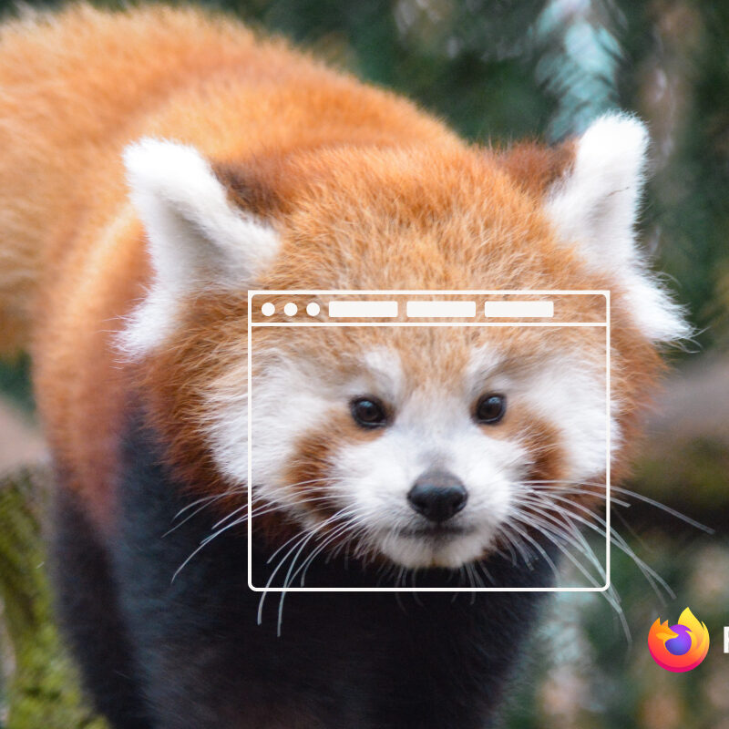 A red panda, with a browser window overlay on its face, crouches on a tree.