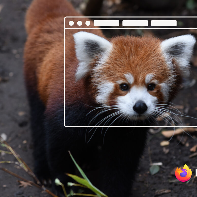 A red panda, with a browser window overlay on its face, crouches on a tree.