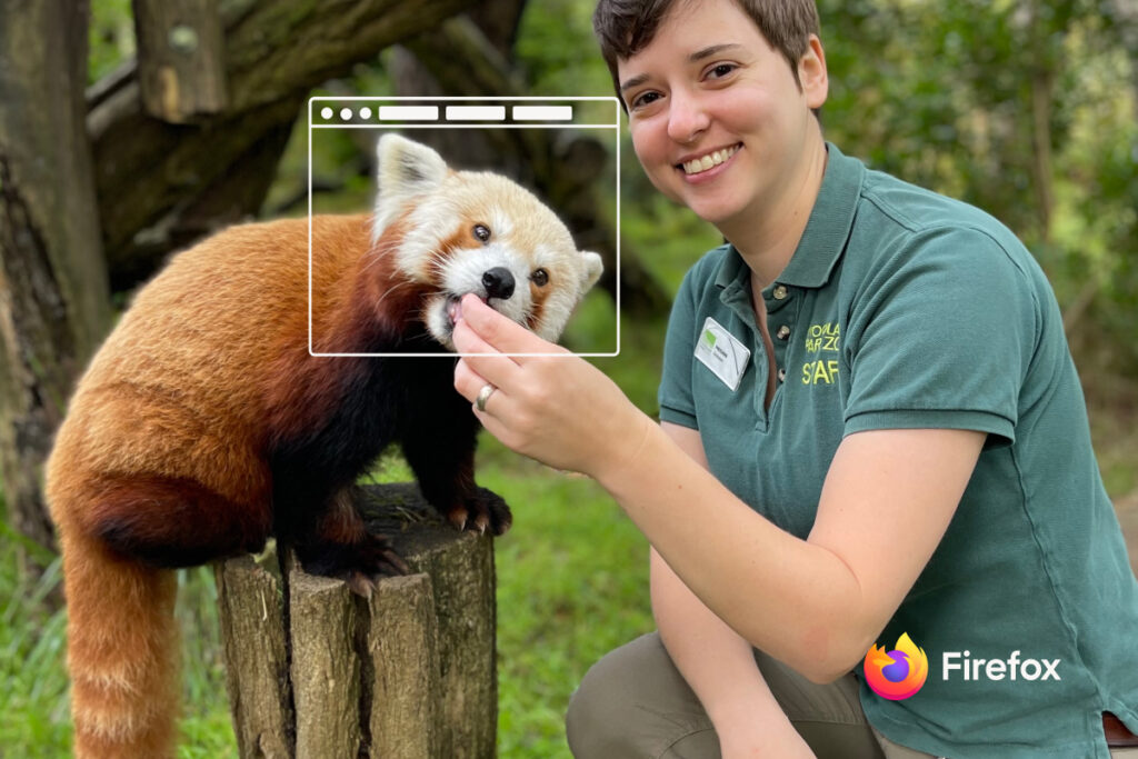 A red panda, with a browser window overlay on its face, crouches on a stump while a zookeeper feeds it.