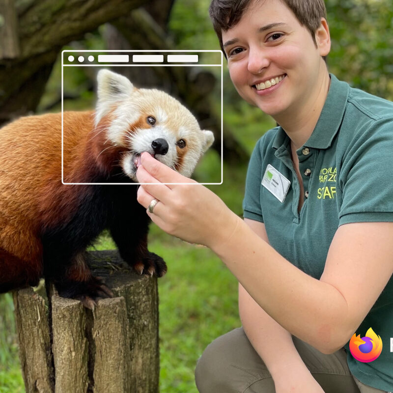 A red panda, with a browser window overlay on its face, crouches on a stump while a zookeeper feeds it.
