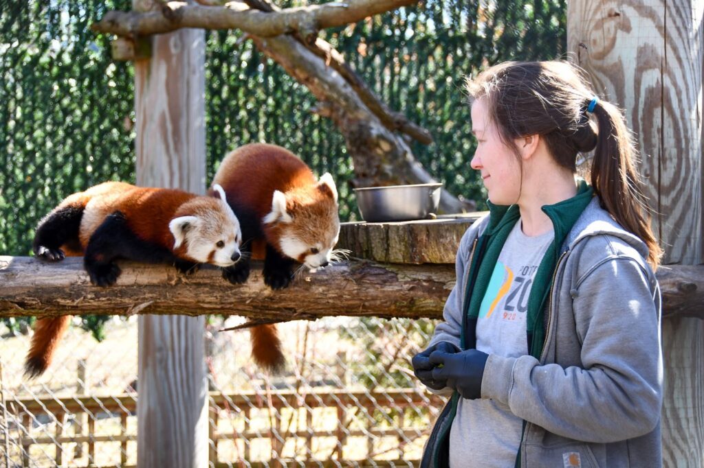 A zookeeper looks toward two red pandas perched on a tree log.