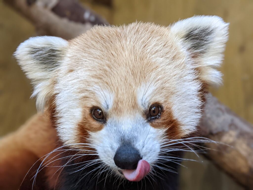  A red panda sticks its tongue out. 