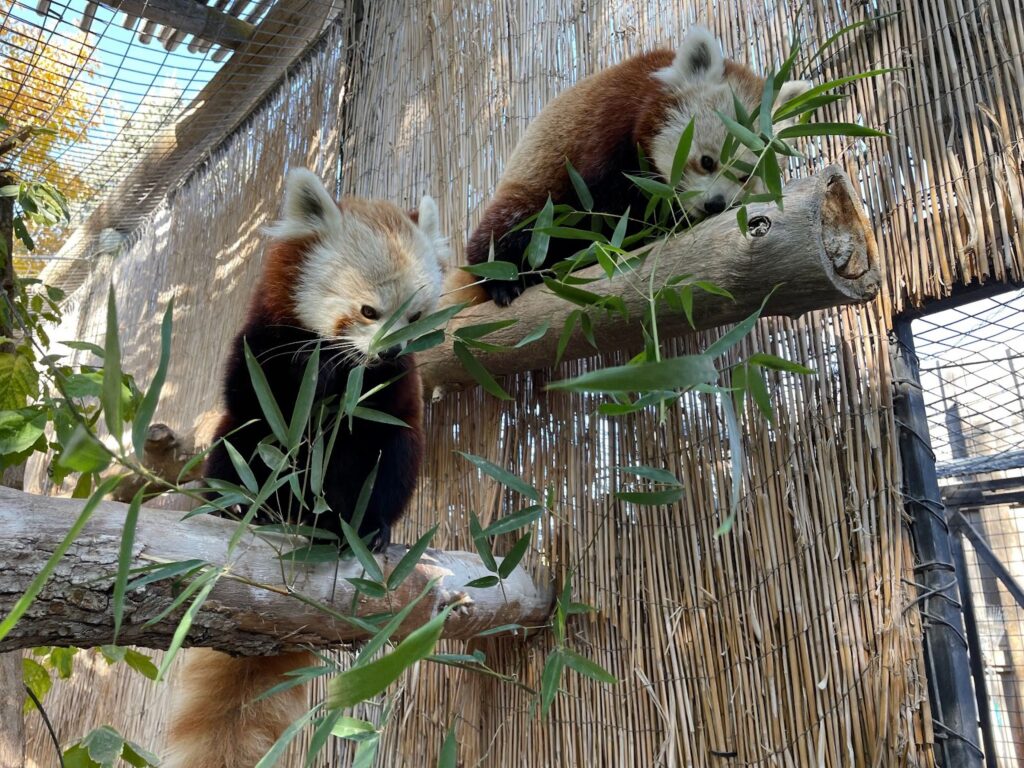 Two red pandas are perched on tree logs.