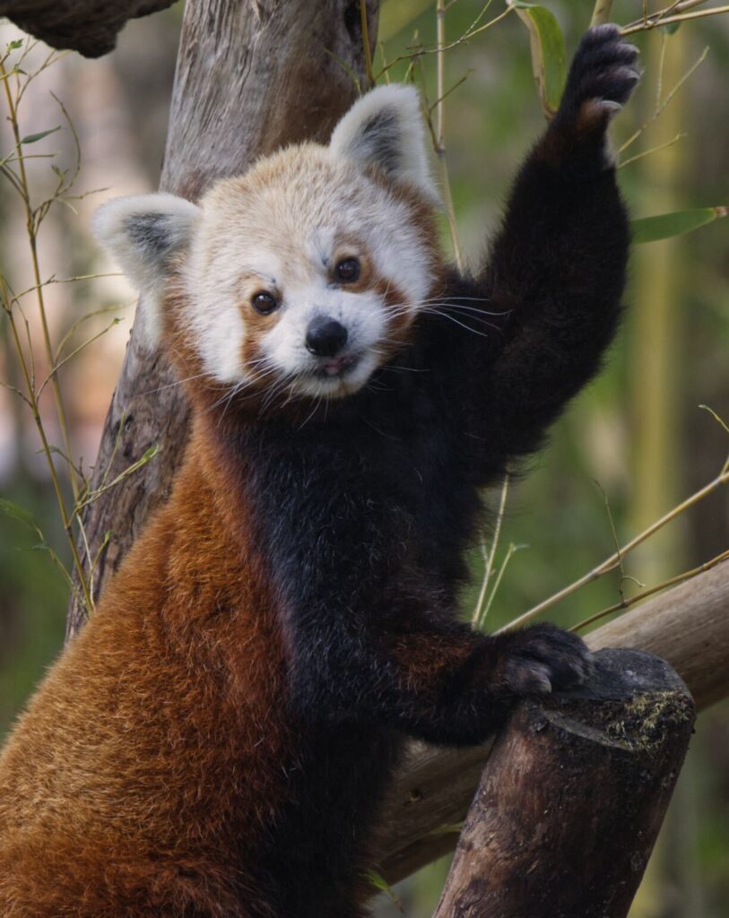 A red panda is perched on a tree.