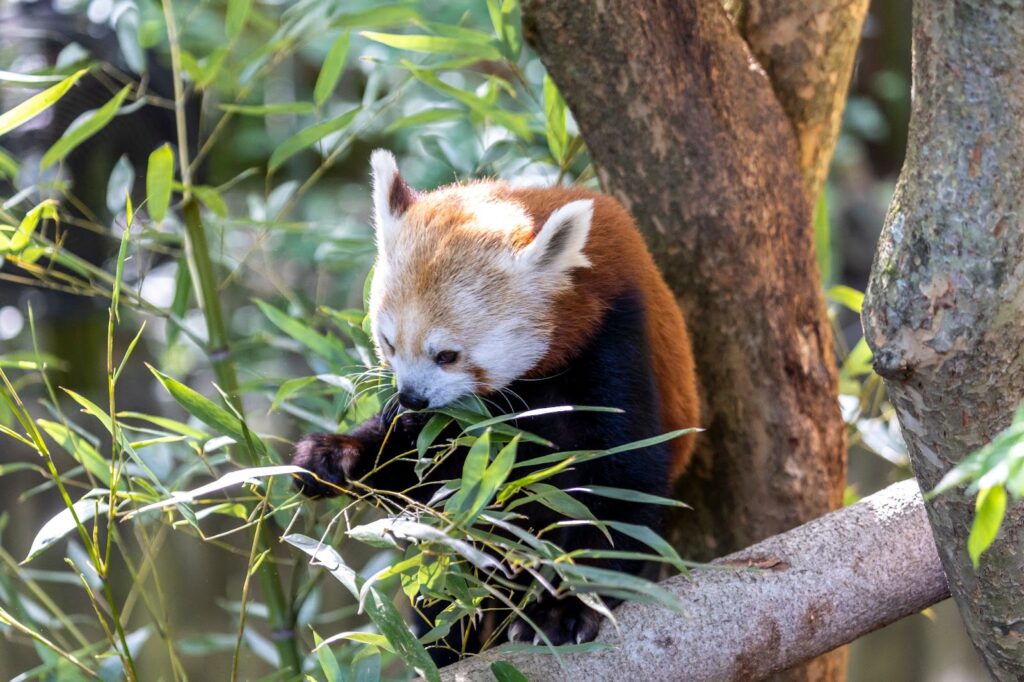 A red panda is perched on a tree, sniffing some leaves.