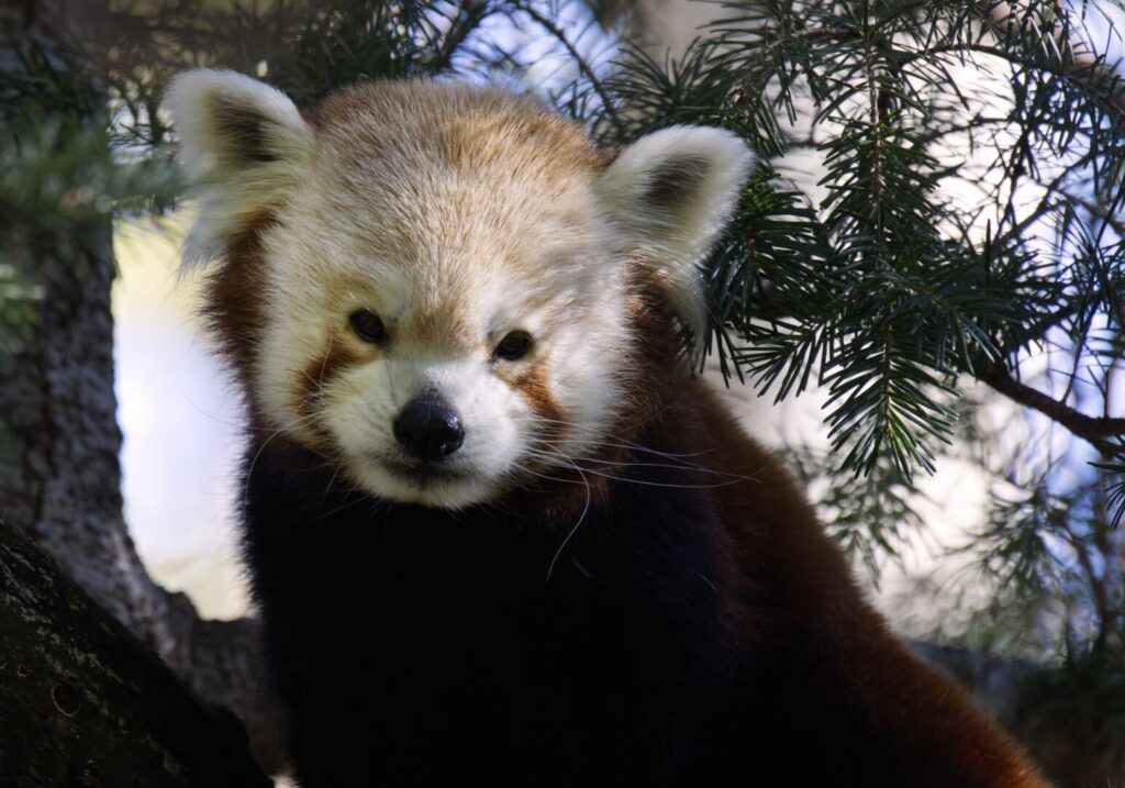 A red panda is perched on a tree.