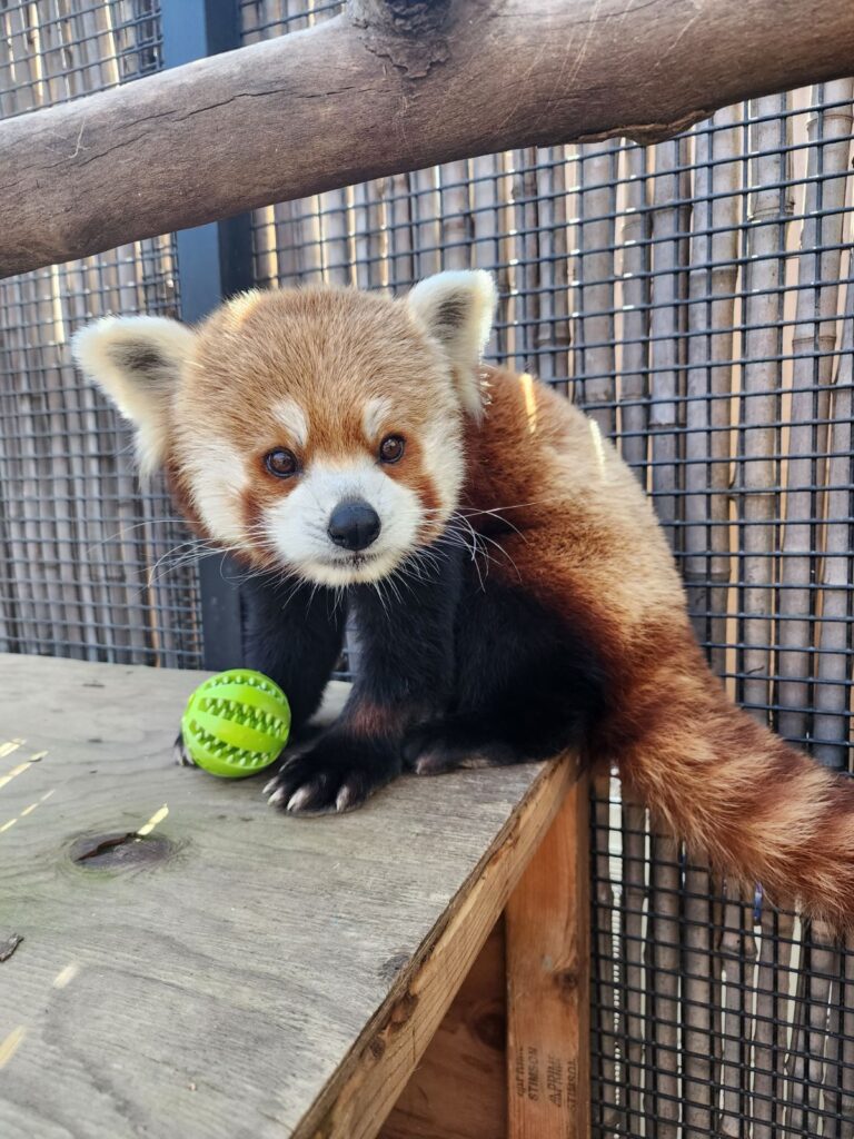 A red panda sits on a wooden table with a tennis ball.