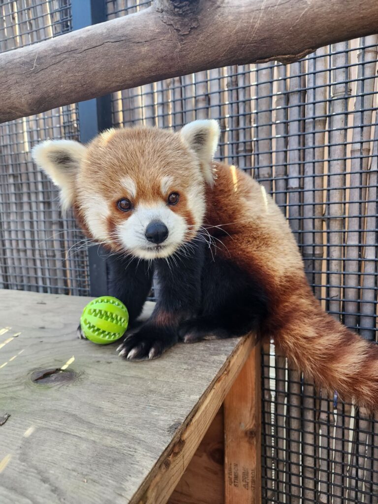  A red panda sits on a wooden table with a tennis ball.