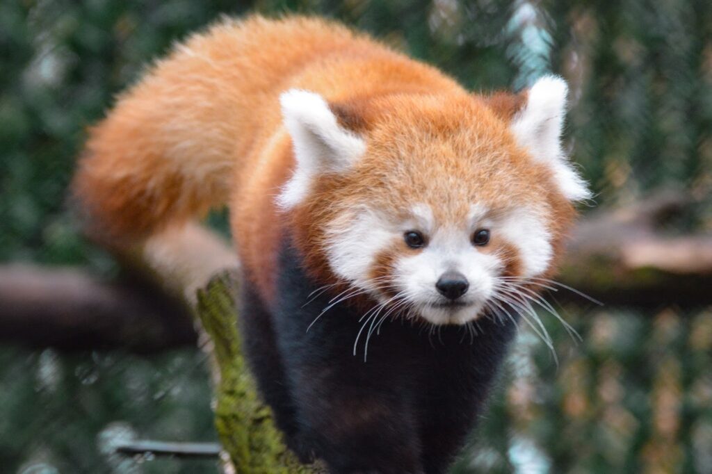 A red panda is perched on a tree log.
