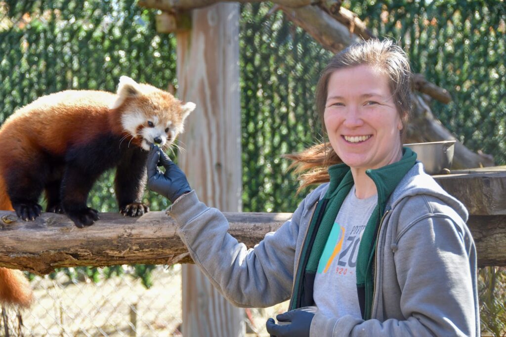 A zookeeper feeds a red panda perched on a tree.