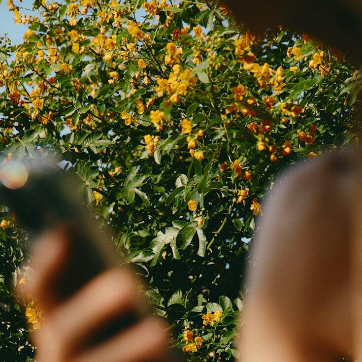 Out-of-focus person holding a phone in the foreground, with a background of a lush tree covered in bright yellow flowers under a clear blue sky.